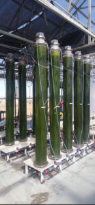 Arizona Algae bioreactors