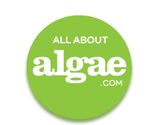 All About Algae