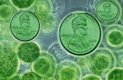 microalgae